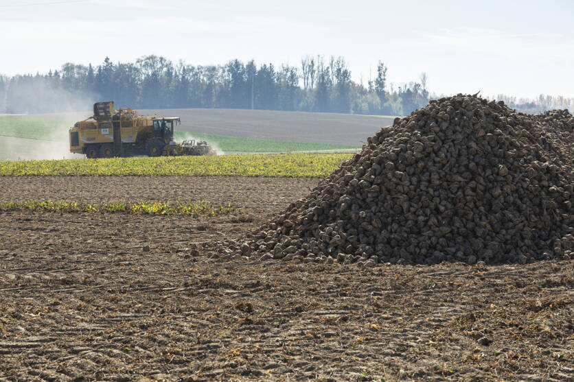 94217-20181025_recolte_de_betteraves_nicola_cuti_3204_-_foto_agroscope.jpg 94217-20181025_recolte_de_betteraves_nicola_cuti_3204_-_foto_agroscope.jpg