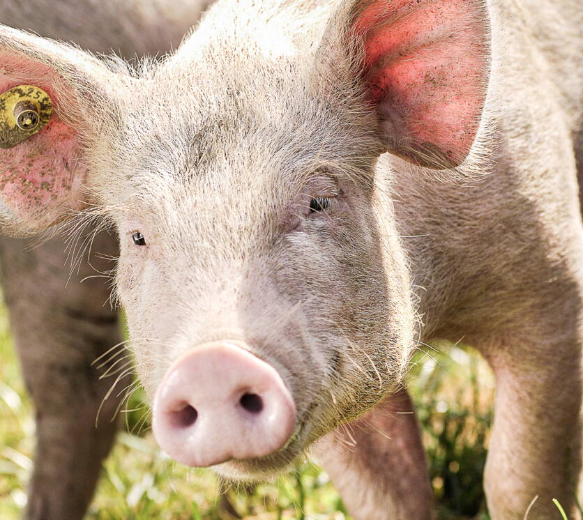 bild1_viehwirtschaft_schwein_blw_multimedia-datenbank.jpg bild1_viehwirtschaft_schwein_blw_multimedia-datenbank.jpg