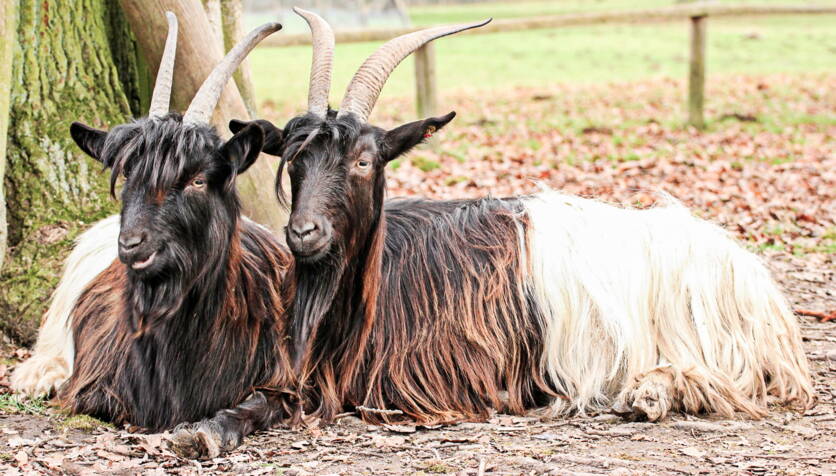bild1_tierzucht_walliser_schwarzhalsziegen_fotolia-2.jpg bild1_tierzucht_walliser_schwarzhalsziegen_fotolia-2.jpg