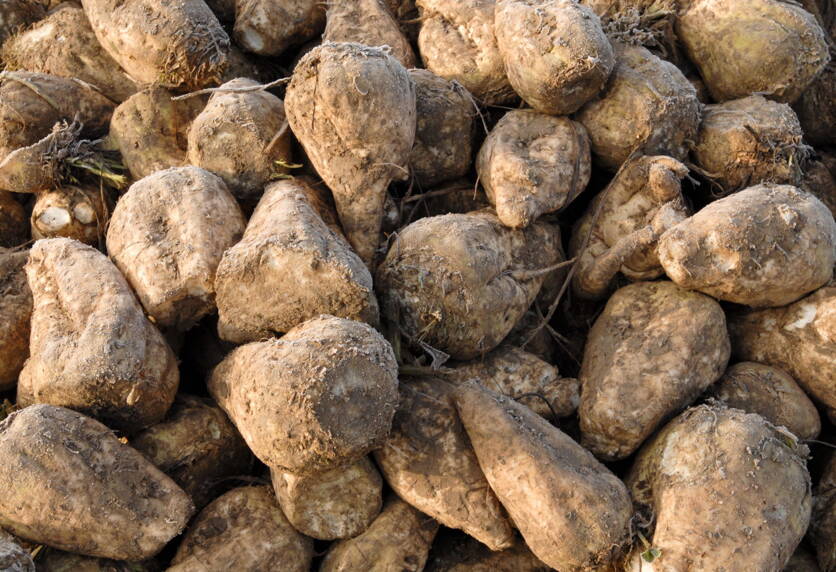 gabriela_brandle_agroscope_zuckerruben.jpg gabriela_brandle_agroscope_zuckerruben.jpg