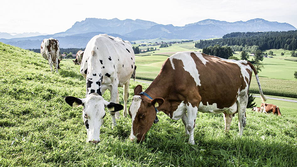 05_produktion-milch-agroscope.jpg 05_produktion-milch-agroscope.jpg