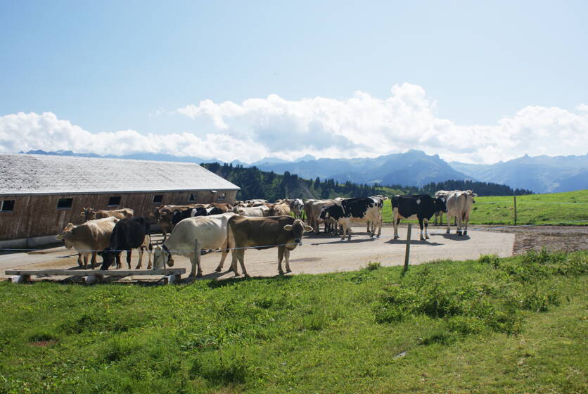 foto_sommerung_2.jpg foto_sommerung_2.jpg