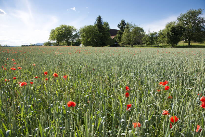 gabriela_brandle_agroscope_getreide.jpg gabriela_brandle_agroscope_getreide.jpg