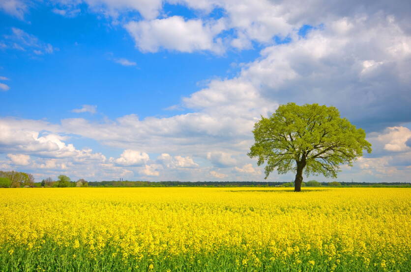 bild_rapsfeld_mit_baum.jpg Quelle: BLW